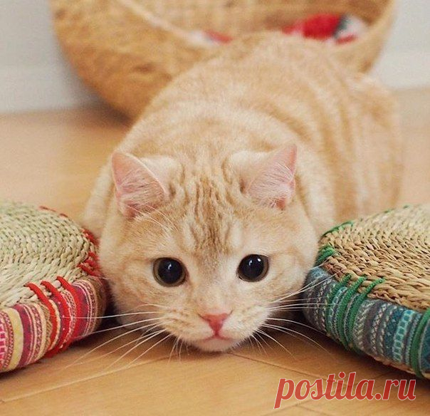 Котизм