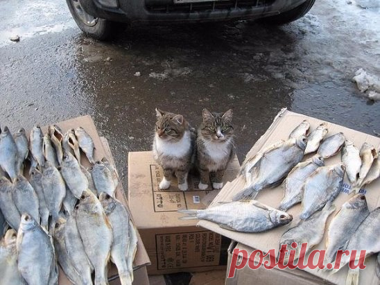 Рыбнадзор)))