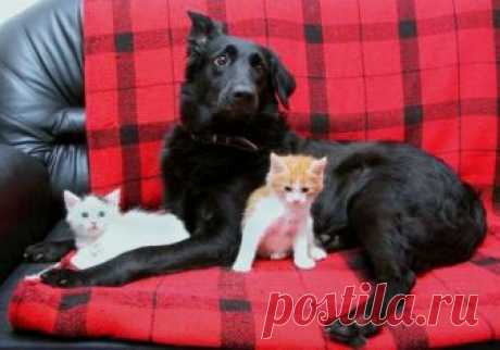 Домашние животные оказались смертельно опасны. Проверьте вашего питомца немедленно! 
Американские ученые бьют тревогу: распространенность паразитических ленточных червей среди животных достигла таких масштабов, что страдать начали уже и люди.

Носителями червей вида Echinococcus mult…