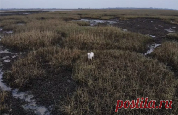 В Британии спасли из болота щенка с помощью сосисок, свисающих с дрона: видео