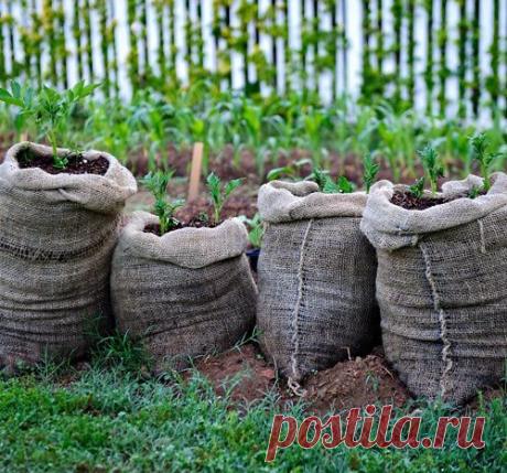 Картошка в мешках