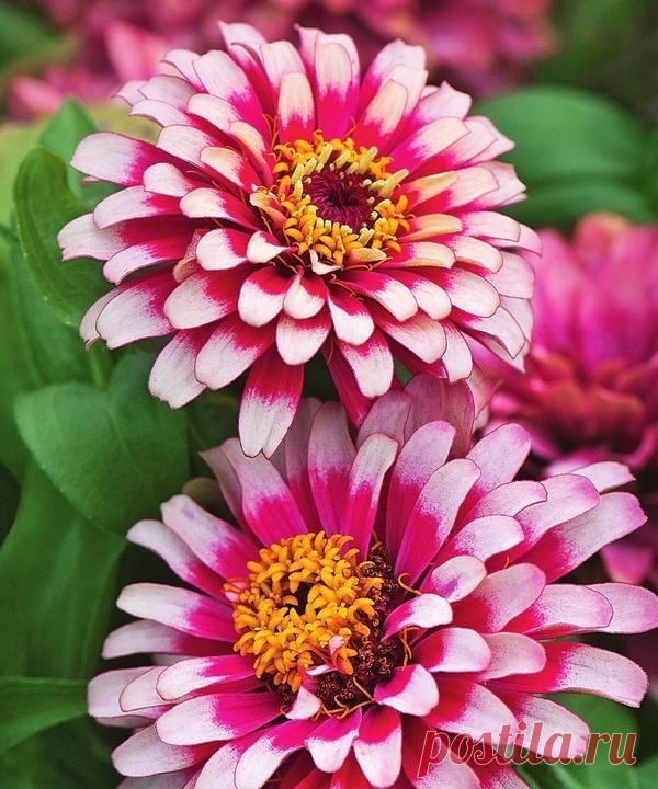 Красочное многообразие циний — 6 соток