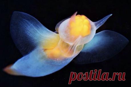 Неземная красота клионов | Планетяне | Дзен