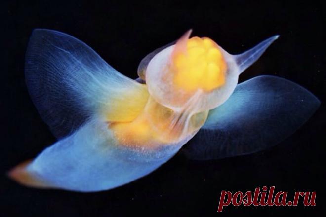 Неземная красота клионов | Планетяне | Дзен