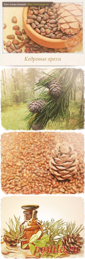 Кедровые орехи - полезные свойства и все способы применения