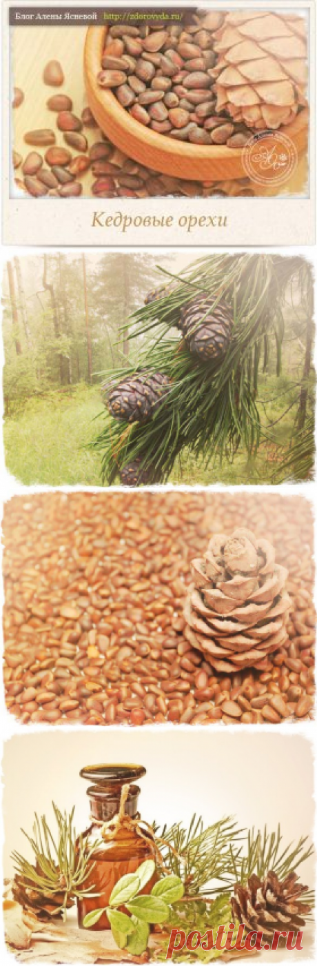 Кедровые орехи - полезные свойства и все способы применения