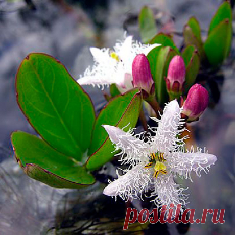 Лекарственное растение Вахта трехлистная (Menyanthes trifoliate). Многолетнее растение высотой 15—30 см. Главный стебель толстый, длинный, ползучий. Листья тройчатые (название), похожие на листья клевера, листочки цельнокрайние, обратнояйцевидные, длиной 4-7 см. Белые или красноватые цветки с венчиком в форме короткой воронки; концы лепестков с бородкой,отогнуты назад. Цветки собраны в прямостоячую плотную кисть. О содержании активных веществ, употреблении и действии &gt;&gt;&gt;