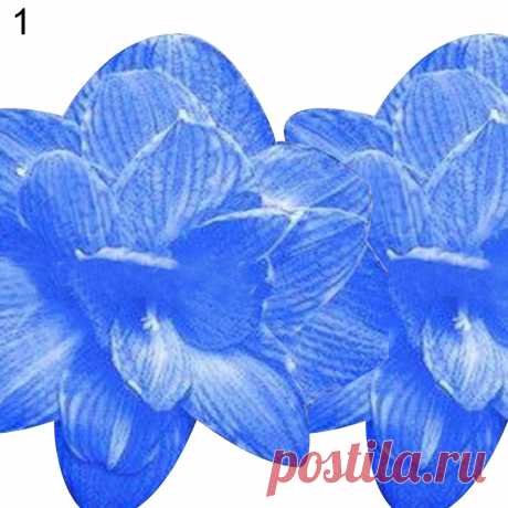 2Pcs Amaryllis Bulbs Bonsai Plant Garden Decor Seeds Hippeastrum Flower Home New | eBay