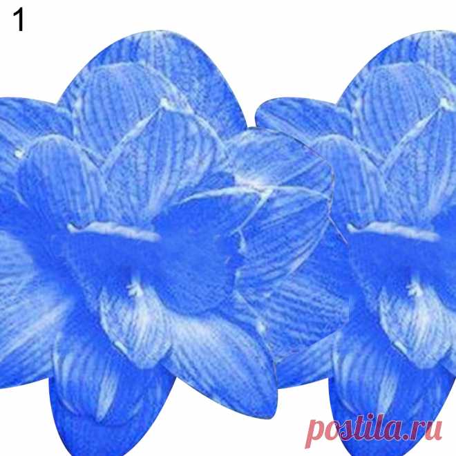 2Pcs Amaryllis Bulbs Bonsai Plant Garden Decor Seeds Hippeastrum Flower Home New | eBay