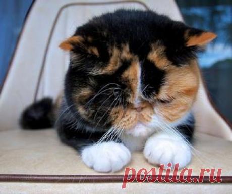 Люди скрестили корги с другими породами собак и получили абсолютно неожиданные результаты