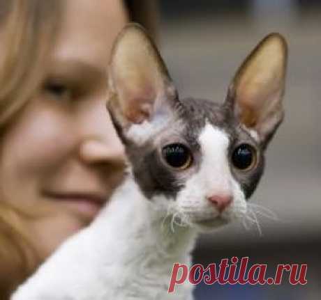 корниш рекс: 25 тыс изображений найдено в Яндекс.Картинках