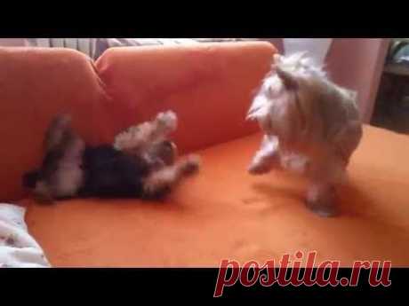 Кто кого? Щенки к бою готовы