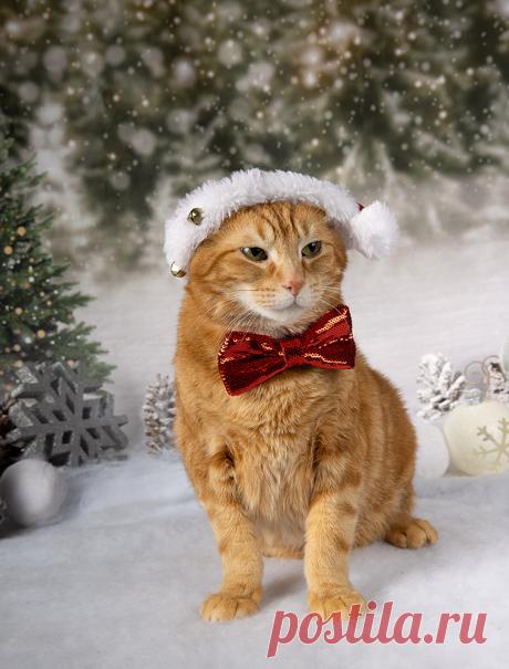 Фотограф Etkind Elizabeth."С Новым годом котики"