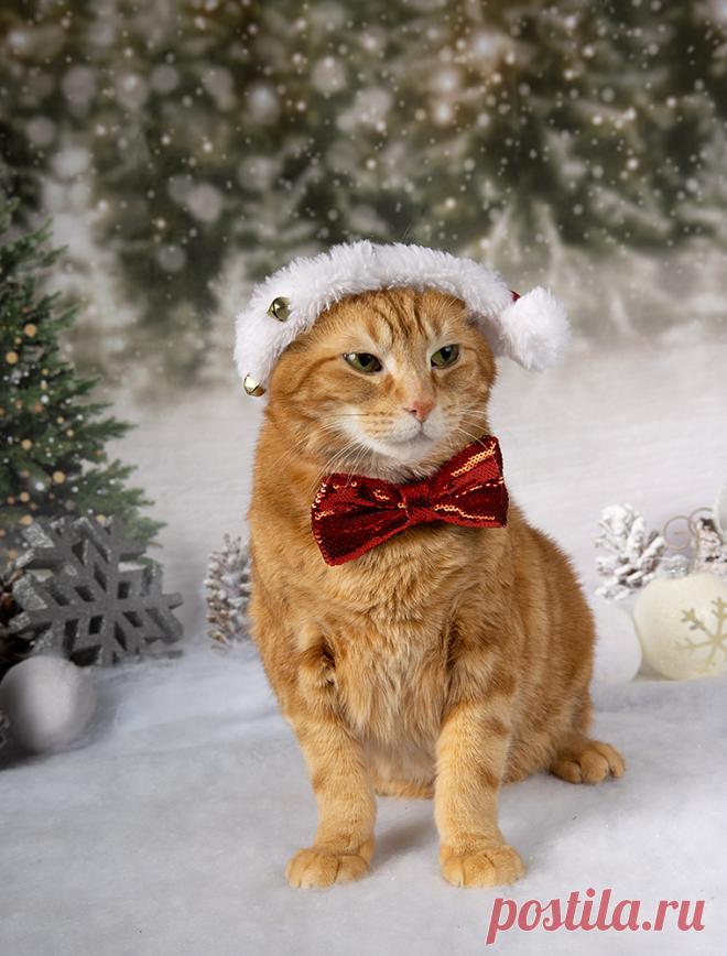 Фотограф Etkind Elizabeth.