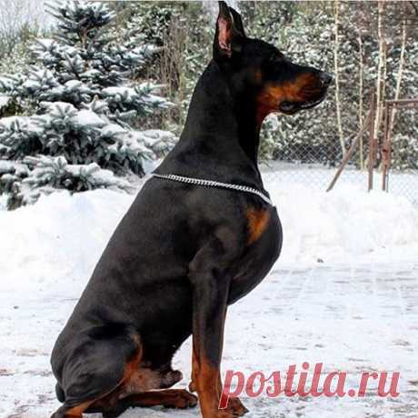 Красавец