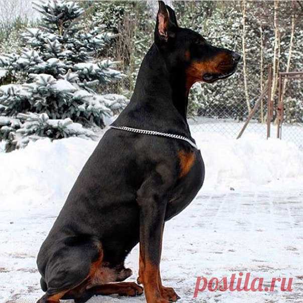 Красавец