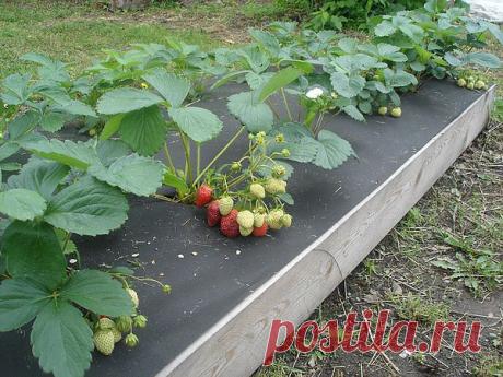 Удивительный огород Игоря Лядова.