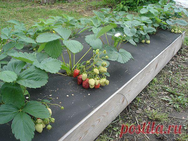 Удивительный огород Игоря Лядова.