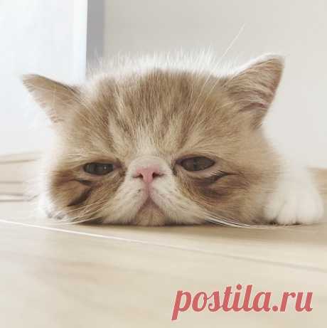 Мой Мир@Mail.Ru