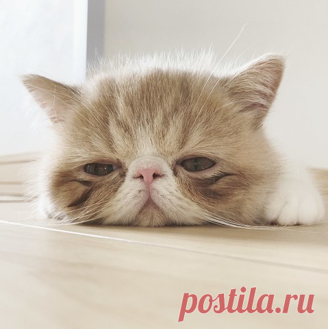 Мой Мир@Mail.Ru