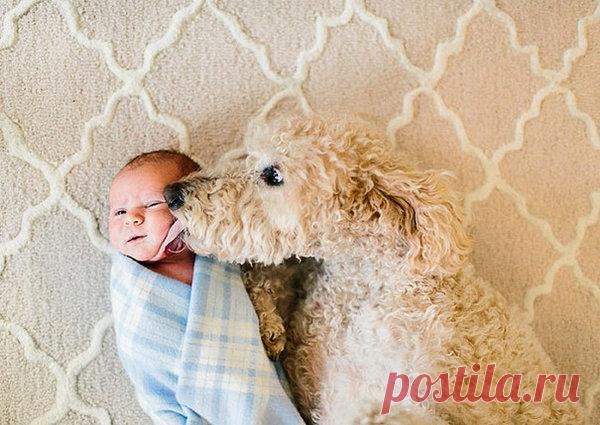 Дай поцелую: 25 фото, на которых домашние питомцы утешают малышей | Zabota | Яндекс Дзен