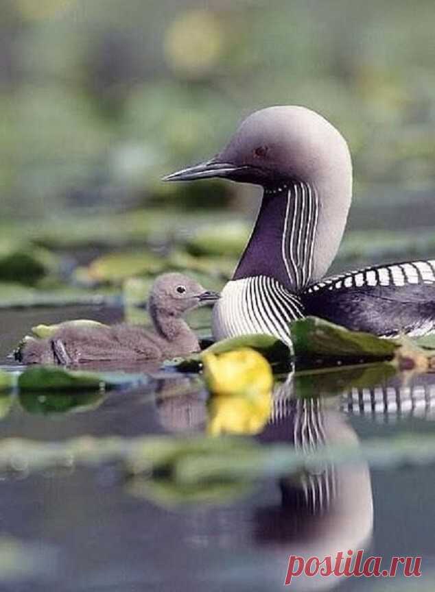 ༺🌸༻белоголовая гагара