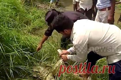 В схватку огромного питона с гиеной вмешался змеелов. В индийском штате Мадхья-Прадеш люди спасли гиену, на которую напал огромный питон. Свидетелем схватки двух хищников стал крестьянин Ситарам Чаудхури, который направлялся на свое поле для уборки урожая. Он немедленно сообщил об увиденном в лесное ведомство. На место происшествия отправили профессионального змеелова.