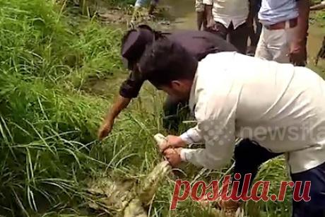 В схватку огромного питона с гиеной вмешался змеелов. В индийском штате Мадхья-Прадеш люди спасли гиену, на которую напал огромный питон. Свидетелем схватки двух хищников стал крестьянин Ситарам Чаудхури, который направлялся на свое поле для уборки урожая. Он немедленно сообщил об увиденном в лесное ведомство. На место происшествия отправили профессионального змеелова.