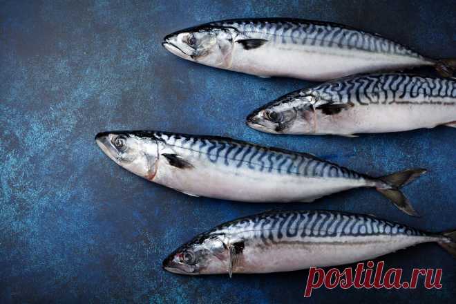 Рыбный гид. Скумбрия и скумбриевые