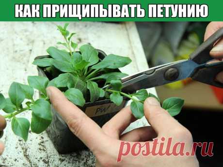 КАК ПРИЩИПЫВАТЬ ПЕТУНИЮ, ЧТОБЫ ОНА ШИКАРНО ЦВЕЛА? 

Объемные разноцветные кустики махровых, ампельных, двуцветных и однотонных петуний завоевали сердца опытных садоводов и новичков. С середины весны и до первых морозов удивительные по своему разнообразию и декоративности цветы украшают не только дачные участки, но и балконы многоэтажных домов, веранды коттеджей, городские клумбы, площадки кафе и ресторанов. Цветочки неприхотливы, не требуют профессионального содержания и о...