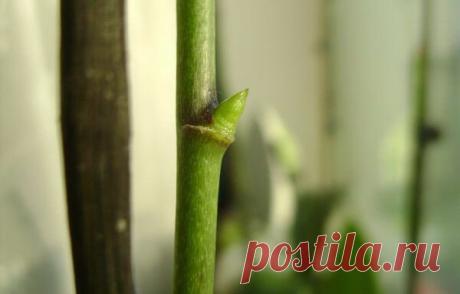 Как разбудить спящие почки орхидеи: 2 действенных способа | Дачный труженик | Яндекс Дзен