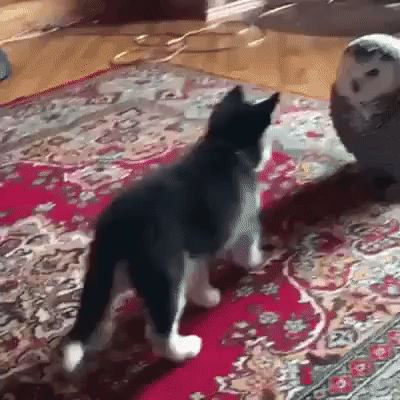 просто животные – Google+