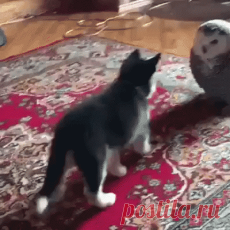 просто животные – Google+