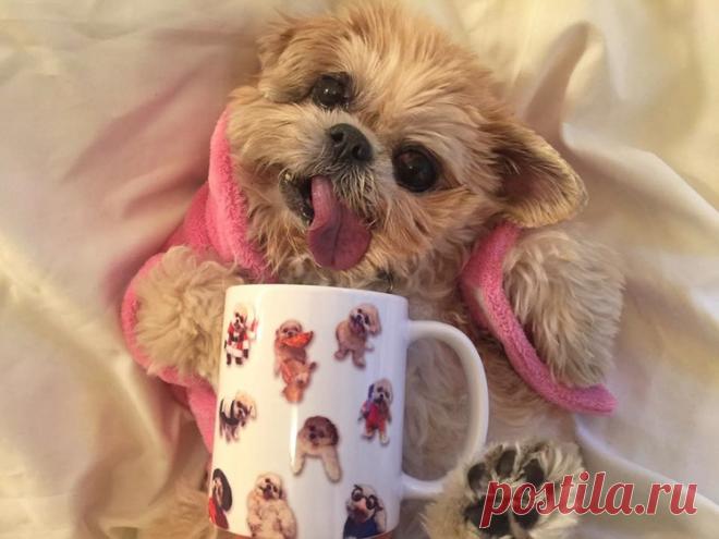 Собака Марни, которая живет насыщенной жизнью!