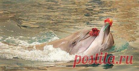 Одноклассники