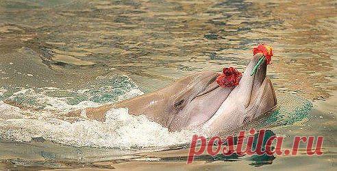 Одноклассники