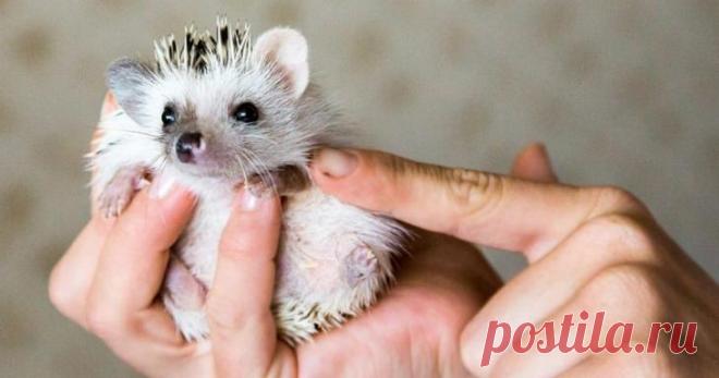 Будни испанского Айболита, или Как на Ибице спасают захворавших ежей Единственная в мире больница для ежей была обнаружена испанским журналистом на острове Ибица. Колючие пациенты получают там качественное и бесплатное лечение, а также надлежащий уход от волонтеров. По...