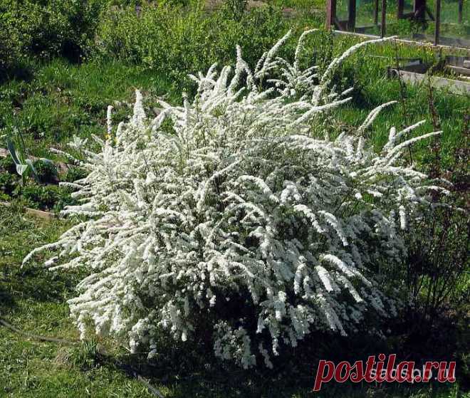 цветущая сперея.