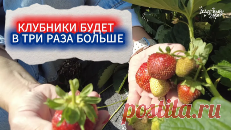 ИСПЫТАННАЯ ПОДКОРМКА КЛУБНИКИ ПОСЛЕ УРОЖАЯ — УРОЖАЙ В ТРИ РАЗА БОЛЬШЕ! ЧЕМ ПОДКОРМИТЬ ЯГОДНЫЕ КУСТЫ. | Садовый мир | Дзен