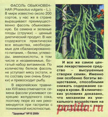Фасоль обыкновенная