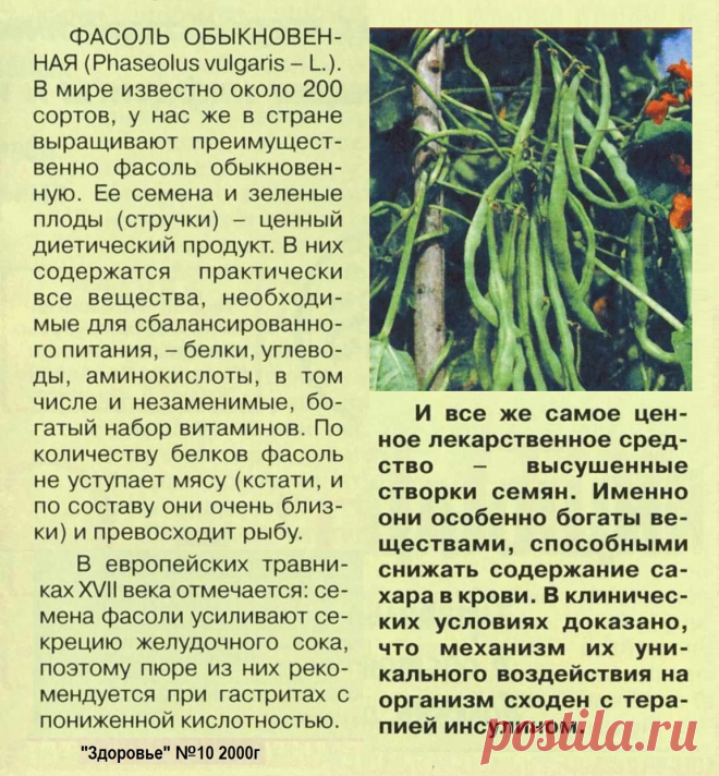 Фасоль обыкновенная