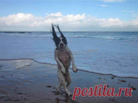 As 100 fotos de cachorros mais adoráveis de todos os tempos