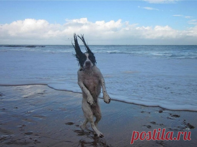 As 100 fotos de cachorros mais adoráveis de todos os tempos