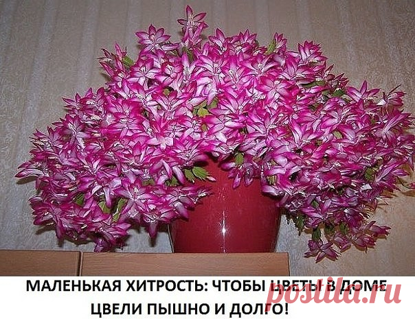 КАСТОРОВОЕ МАСЛО ДЛЯ ПЫШНОГО И ЯРКОГО ЦВЕТЕНИЯ 

Давно ли Ваш любимый цветок цвел, как на картинке в интернете или в магазине цветов, не помните? Вот и я уже почти позабыла . Вроде и подкармливаю его, а он все не радует пышным цветением. 

Но вот недавно зашла в гости к подруге, а у неё цветы просто супер, все цветут, как на подбор. Как же так? Оказывается есть одна маленькая хитрость, для того чтобы цветок цвел пышно и долго нужна специальная подкормка. Секрет её прост и ...