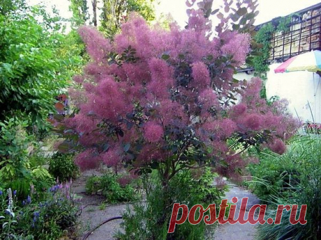 Скумпия - Драхтацар (Дымное дерево)

Скумпия (Cotinus) принадлежит к семейству сумаховых. В роду всего два вида. Один – скумпия американская (Cotinus americana) – почти не встречается в Европе.
Второй – скумпия обыкновенная, или кожевенная (Cotinus coggygria), – широко распространен в горных лесах от Средиземноморья до Восточной Азии. Который и рос в нашем сквере.