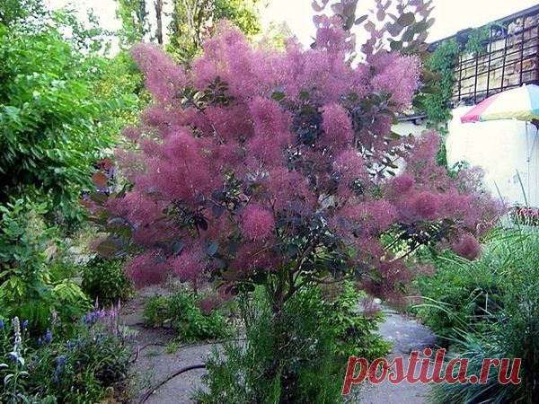 Скумпия - Драхтацар (Дымное дерево)

Скумпия (Cotinus) принадлежит к семейству сумаховых. В роду всего два вида. Один – скумпия американская (Cotinus americana) – почти не встречается в Европе.
Второй – скумпия обыкновенная, или кожевенная (Cotinus coggygria), – широко распространен в горных лесах от Средиземноморья до Восточной Азии. Который и рос в нашем сквере.