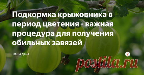 Подкормка крыжовника в период цветения - важная процедура для получения обильных завязей Сейчас у нас настало такое время, когда все вокруг цветет: сливы и вишни, яблони и плодовые кустарники. В том числе и крыжовник. Как за ним ухаживать, чтобы летом снова собрать богатый урожай крупных и сладких ягод? Есть несколько секретов!