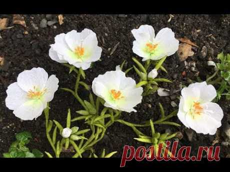 ABC TV | How To Make Portulaca Grandiflora Hook Paper Flower From Crepe Paper - Craft Tutorial