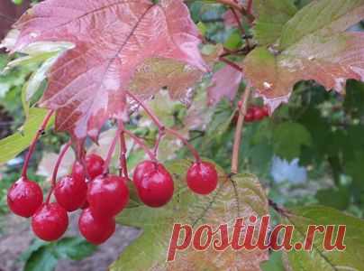 Долой унылую монотонность в саду | Цветочки