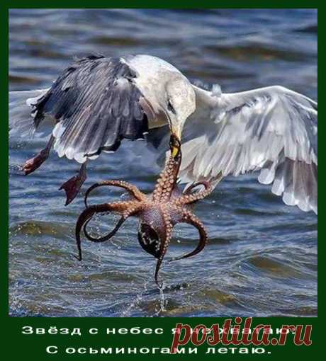 Куры засмеют ли?